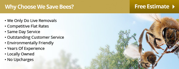 Why Choose We Save Bees